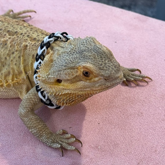 Live showโ alert!! ๐๐๐Like this post to be notified when I go LIVE!! - Picture 7 of 9